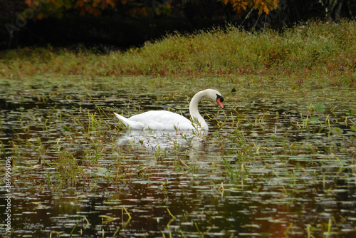 swan on the lake in autumn