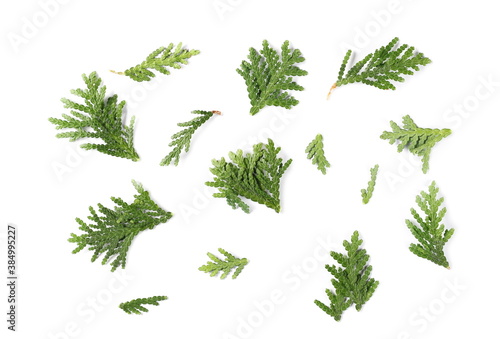 Conifer tree leaves texture isolated on white background, top view