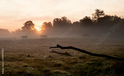 Cattle in silhouette at sunrise in the pasture
