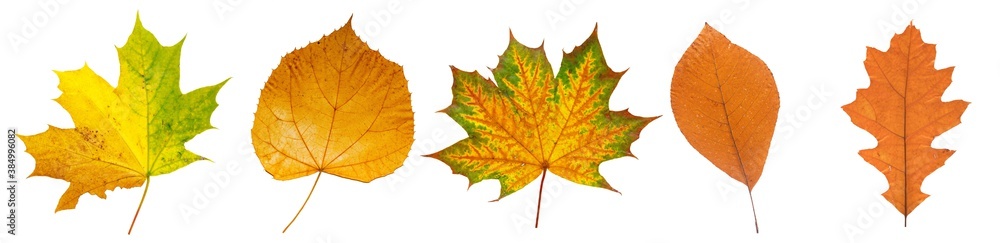 Set of autumn leaves isolated on white background. High resolution. Set of autumn leaves isolated on white background. High resolution.