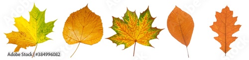 Set of autumn leaves isolated on white background. High resolution.