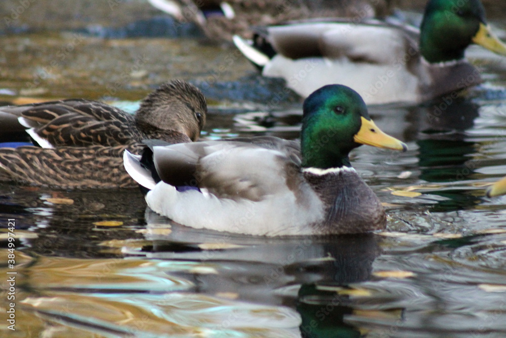 duck in the water duck in the water