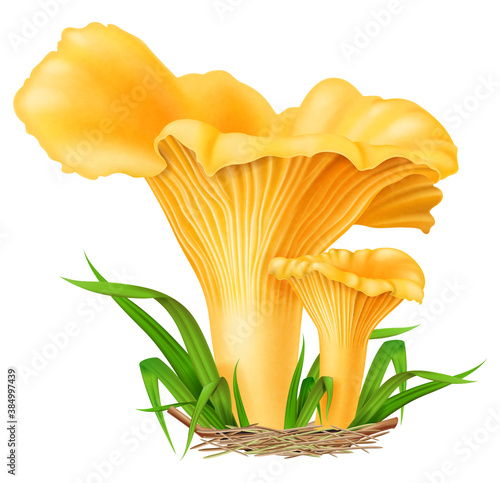 Yellow chanterelle mushrooms with green grass isolated on white background. Vector illustration.