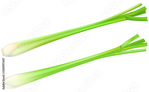 Lemongrass or Cymbopogon isolated on white background. Vector illustration.