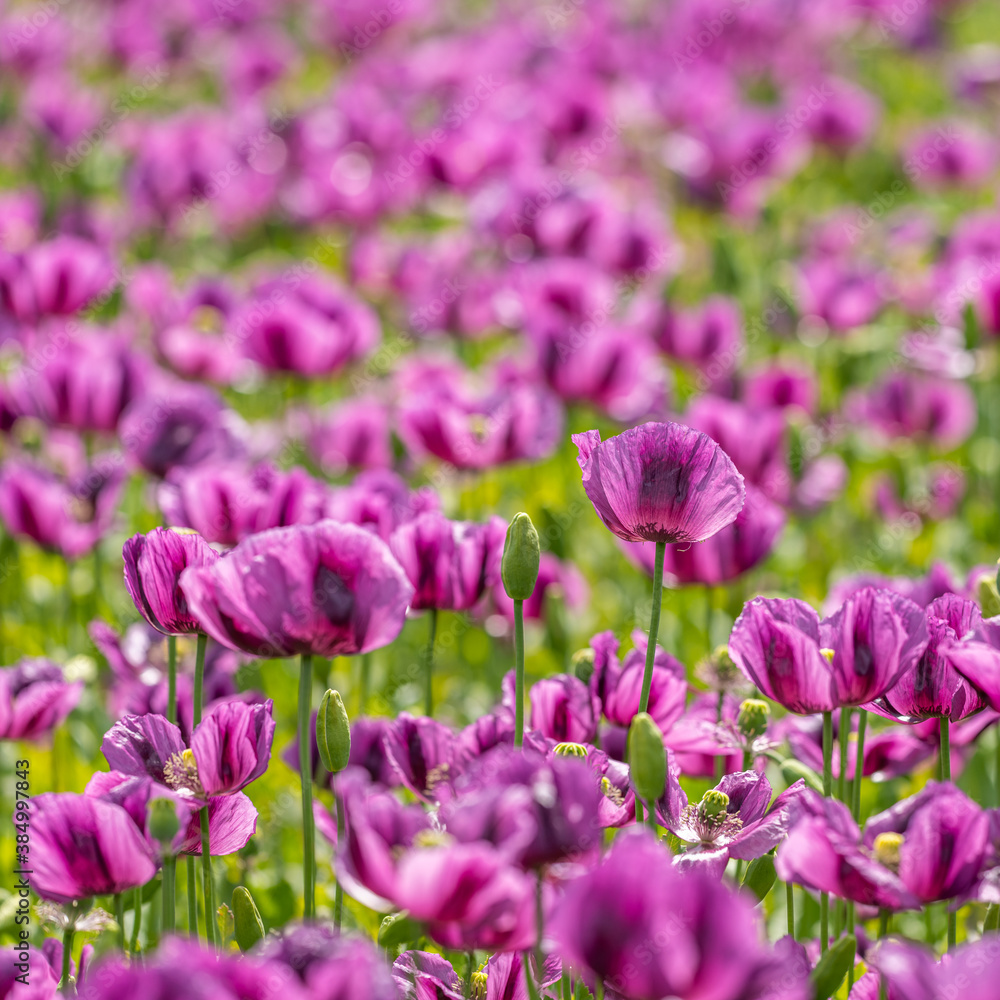 purple breadseed poppy (Papaver somniferum) flower field purple breadseed poppy (Papaver somniferum) flower field