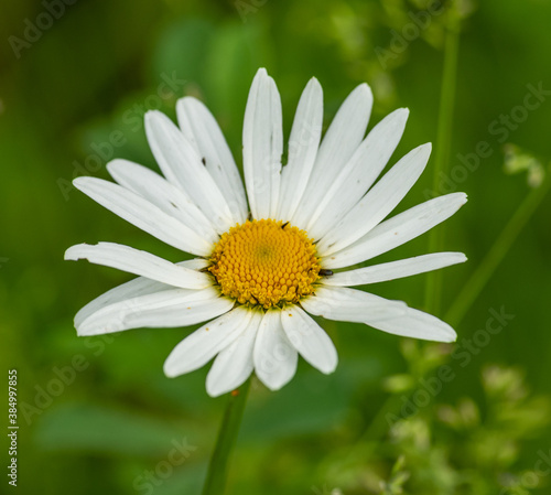 white daisy flower in lawn
