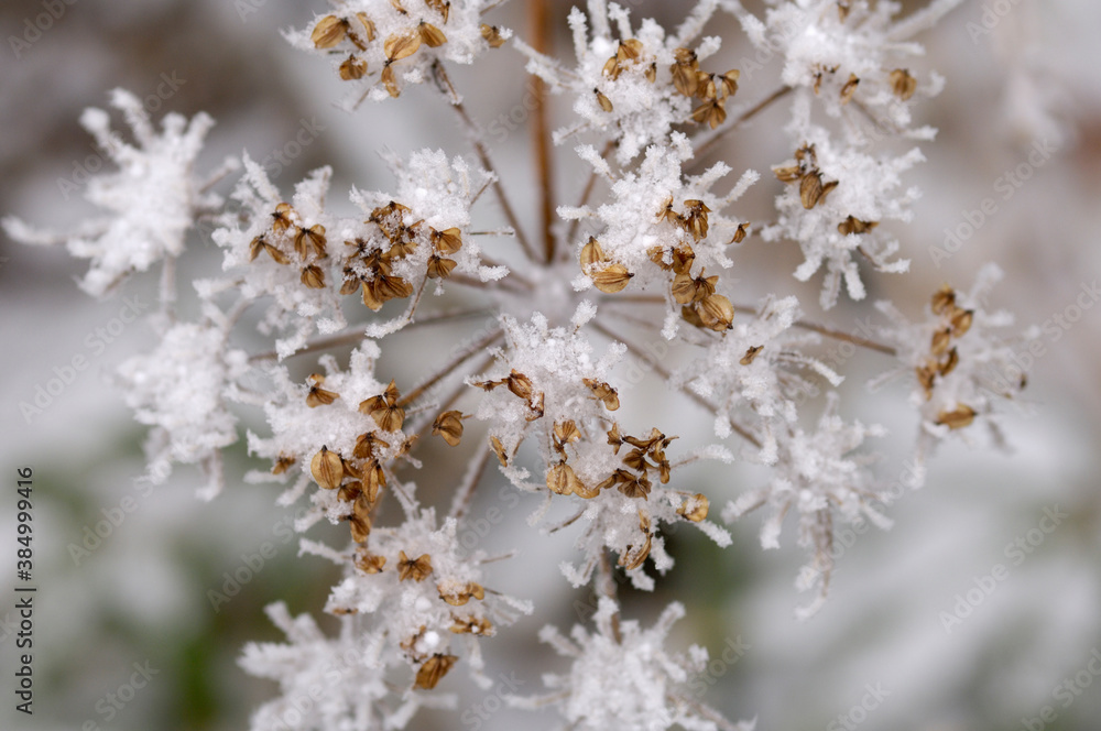 Obraz premium 霧氷