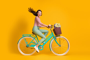 Full length body size side profile photo of cheerful girl riding blue bicycle with basket of flowers isolated on vibrant yellow color background