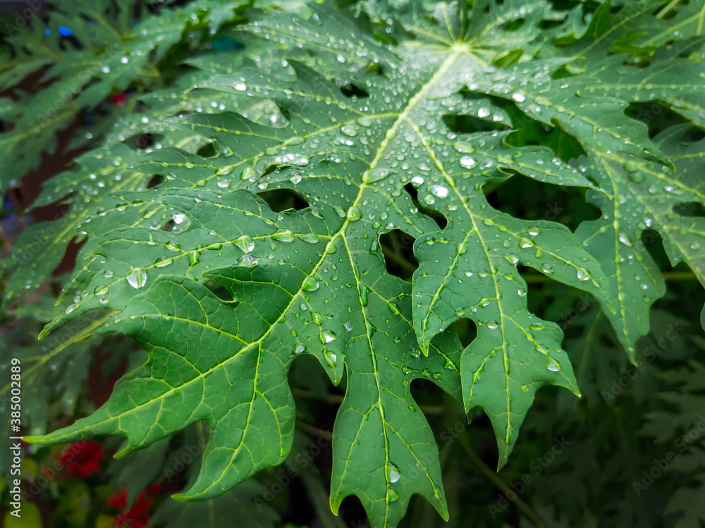 rain drops on leaves rain drops on leaves