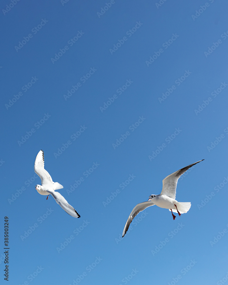 Obraz premium Beautiful sea gulls on a background of blue sky.