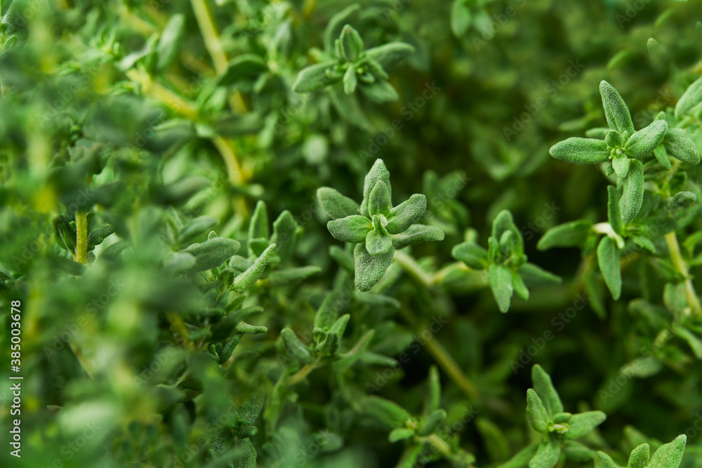 Fresh thyme growing in garden, herbal background, close-up . Fresh thyme growing in garden, herbal background, close-up .