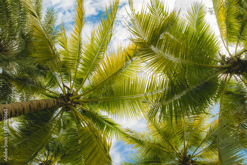 Fototapeta Naklejka Na Ścianę i Meble -  coconut tree on blue sky