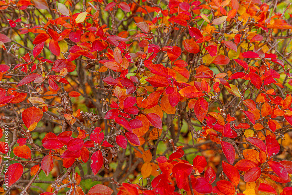 Closeup natural autumn fall view of red orange leaf on blurred background in garden or park selective focus. Inspirational nature october or september wallpaper. Change of seasons concept Closeup natural autumn fall view of red orange leaf on blurred background in garden or park selective focus. Inspirational nature october or september wallpaper. Change of seasons concept