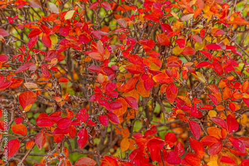 Closeup natural autumn fall view of red orange leaf on blurred background in garden or park selective focus. Inspirational nature october or september wallpaper. Change of seasons concept