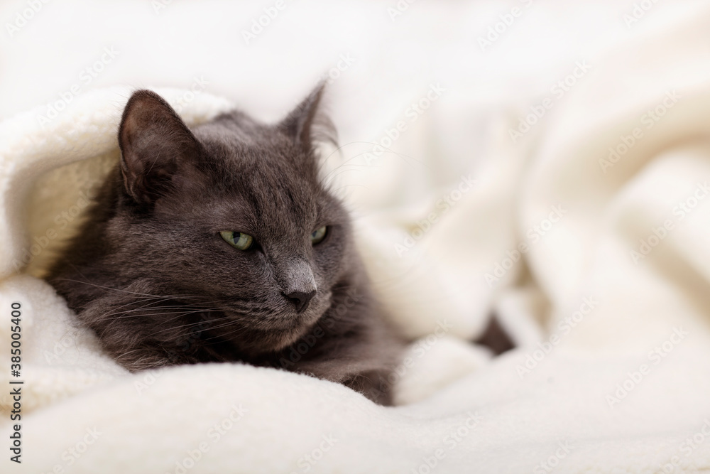 Beautiful gray fluffy cat sleeping on the couch.	