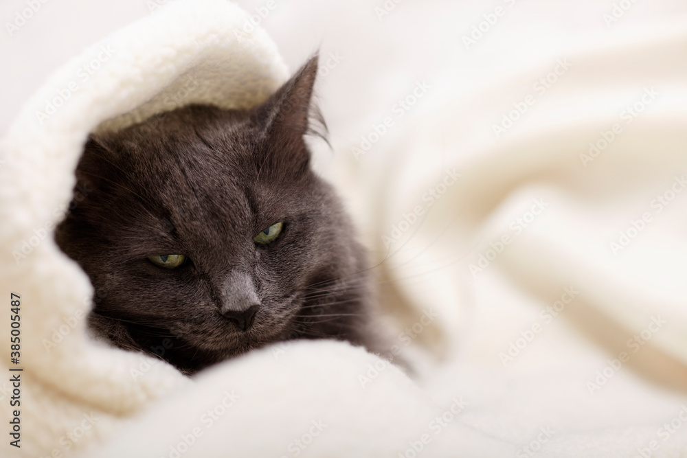 Beautiful gray fluffy cat sleeping on the couch. Beautiful gray fluffy cat sleeping on the couch.