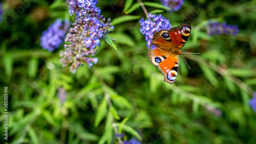 Rusałka pawik (Aglais io) – gatunek motyla z rodziny rusałkowatych. Występuje w Azji i Europie, w Polsce jest jednym z najbardziej pospolitych motyli