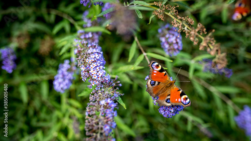 Rusałka pawik (Aglais io) – gatunek motyla z rodziny rusałkowatych. Występuje w Azji i Europie, w Polsce jest jednym z najbardziej pospolitych motyli