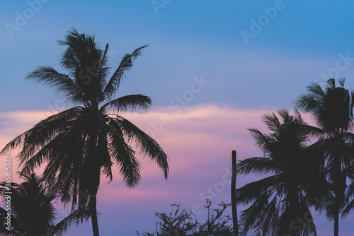 silhouette coconut tree on sunrise twilight sky