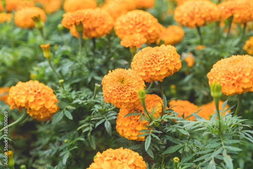 beautiful marigold flower blossom close up © pushish images