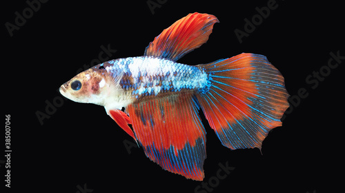 Thai betta