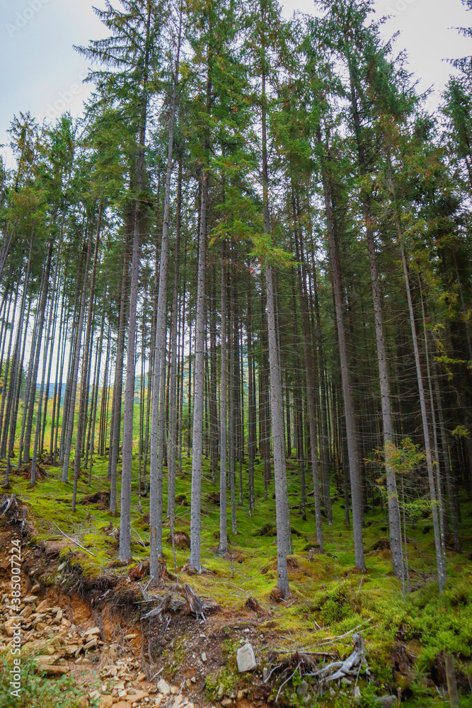 Ukrainian mountains of the Carpathians in autumn. Ukrainian mountains of the Carpathians in autumn.
