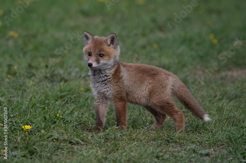 Red Fox. The species has a long history of association with humans.The red fox is one of the most important furbearing animals harvested for the fur trade. Largest of the true foxes © vaclav