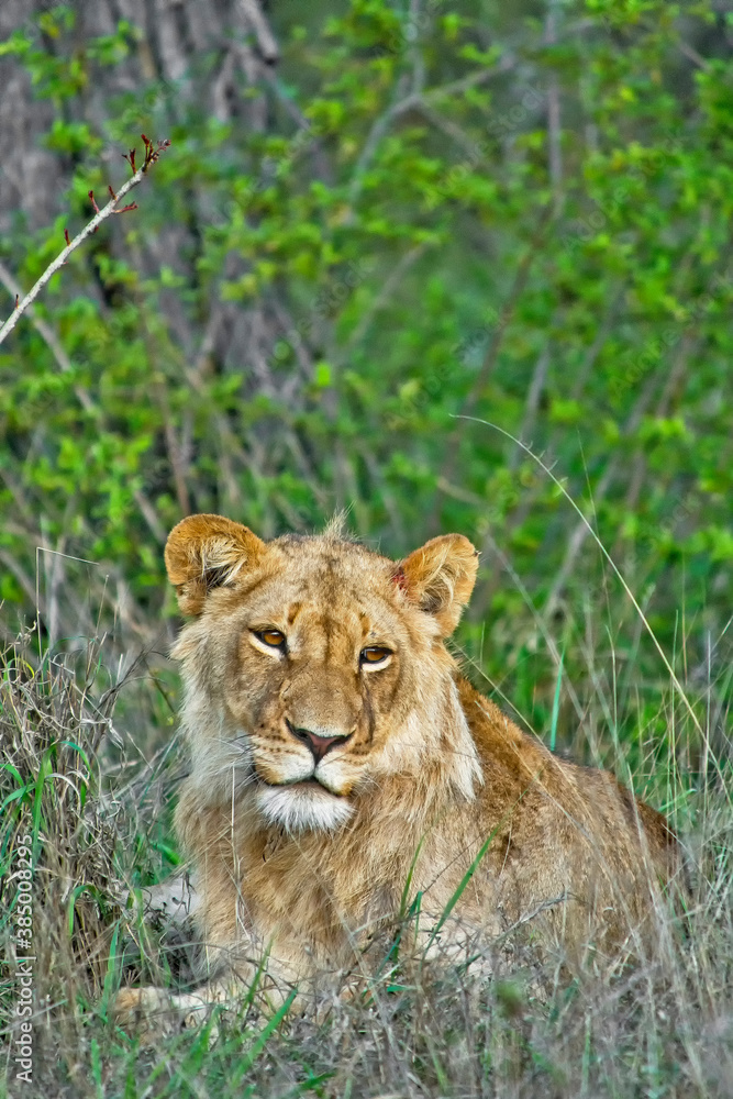 Lion, Panthra leo, Kruger National Park, South Africa, Africa Lion, Panthra leo, Kruger National Park, South Africa, Africa