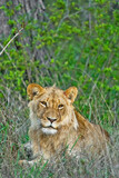 Lion, Panthra leo, Kruger National Park, South Africa, Africa