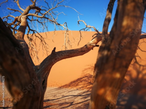 tree in the desert © Alec