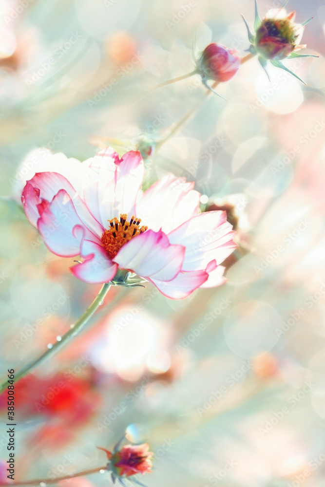 Delicate flowers of pink daisy kosmeya on a light delicate background. Soft selective focus.
Delicate artistic photo. Delicate flowers of pink daisy kosmeya on a light delicate background. Soft selective focus.
Delicate artistic photo.