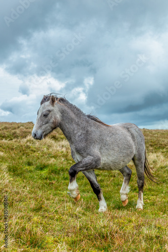 A grey wild horse portrait in a green pasture mountain slope with grey stormy sky © Dolwolfian
