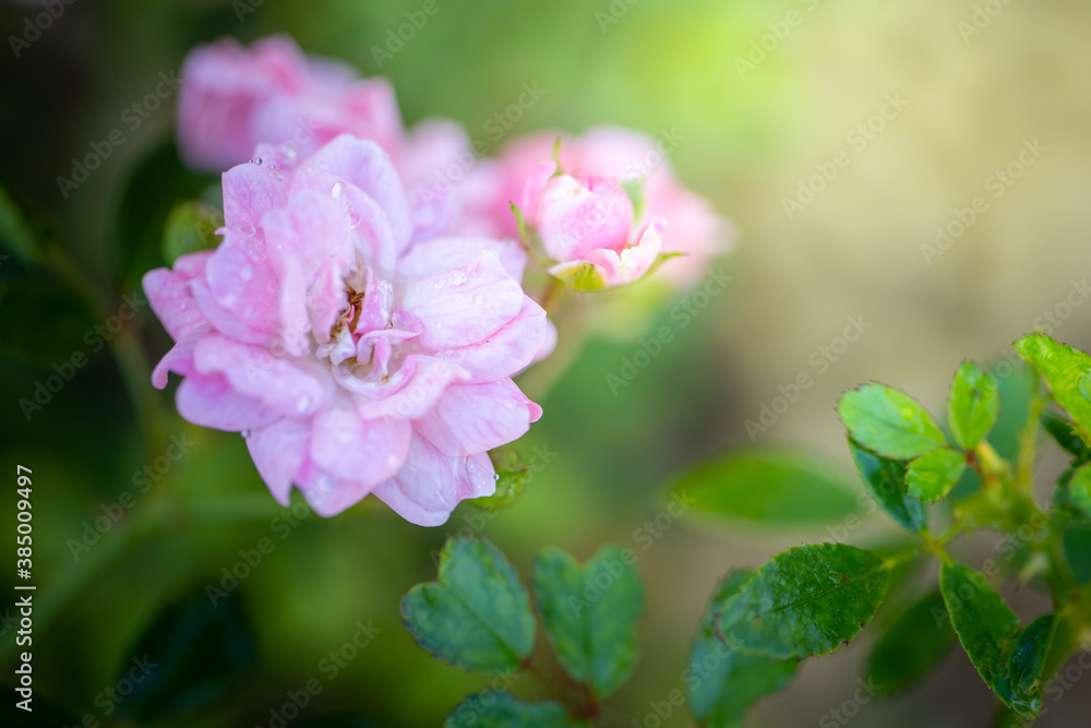 Roses in the garden Roses in the garden