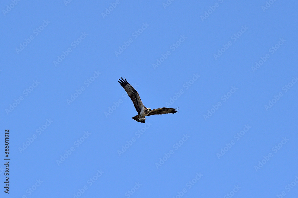 An Osprey Filmed at Hyeongsan-gang River in Pohang-si, South Korea. An Osprey Filmed at Hyeongsan-gang River in Pohang-si, South Korea.