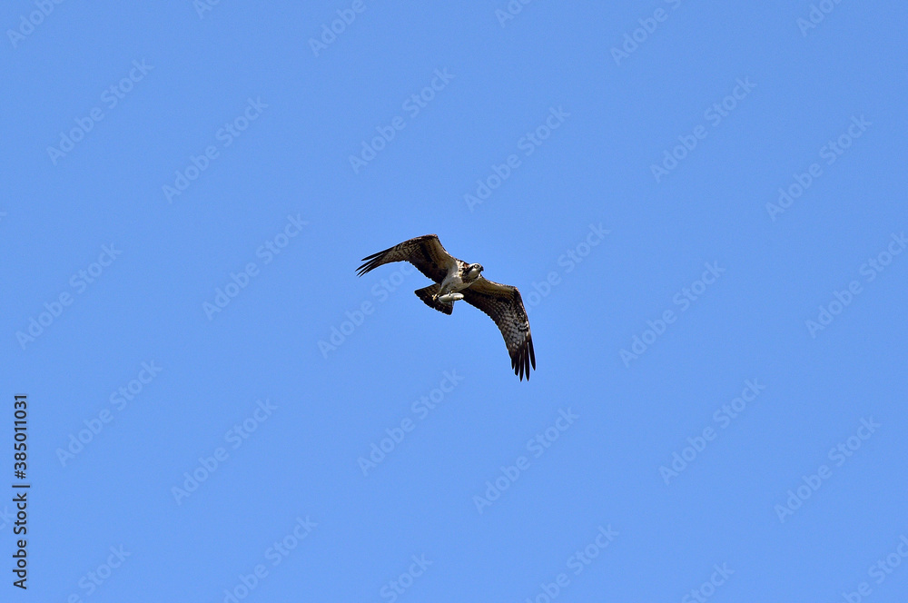 An Osprey Filmed at Hyeongsan-gang River in Pohang-si, South Korea. An Osprey Filmed at Hyeongsan-gang River in Pohang-si, South Korea.