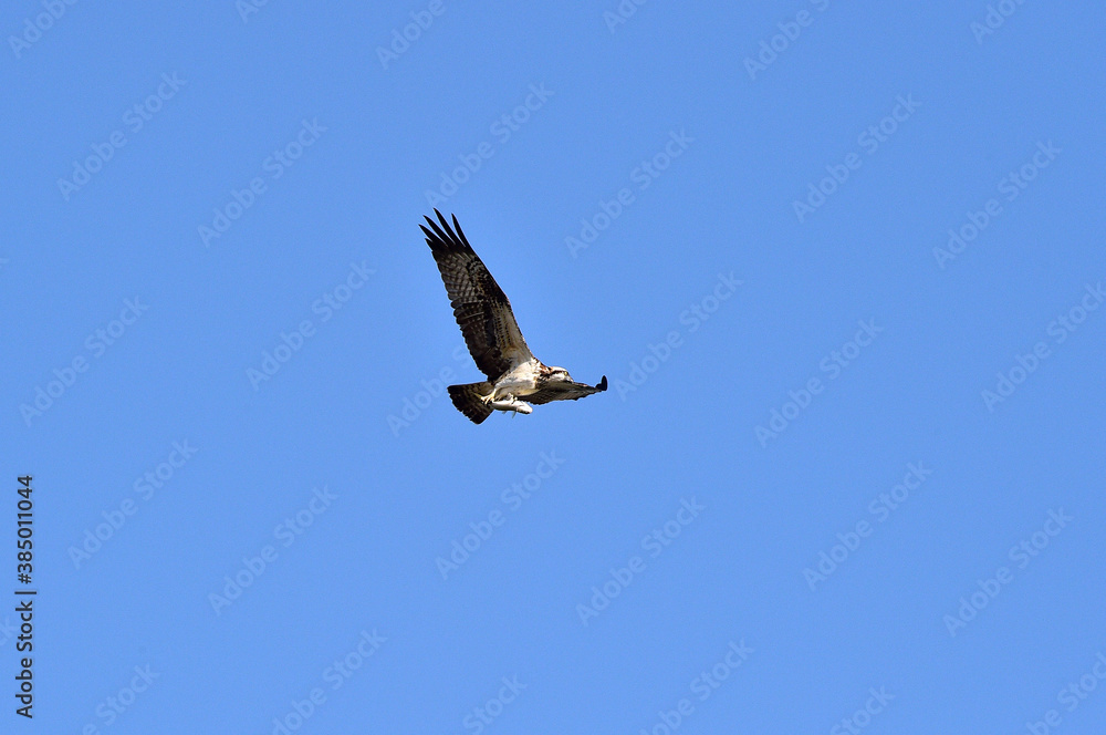 An Osprey Filmed at Hyeongsan-gang River in Pohang-si, South Korea. An Osprey Filmed at Hyeongsan-gang River in Pohang-si, South Korea.