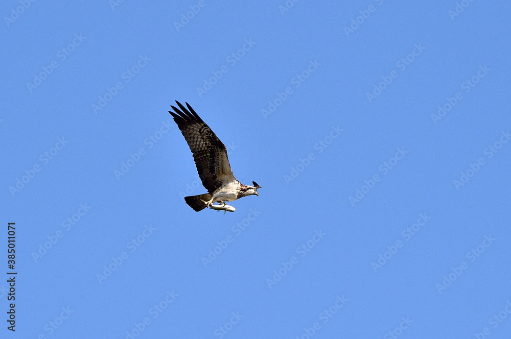 An Osprey Filmed at Hyeongsan-gang River in Pohang-si, South Korea. An Osprey Filmed at Hyeongsan-gang River in Pohang-si, South Korea.