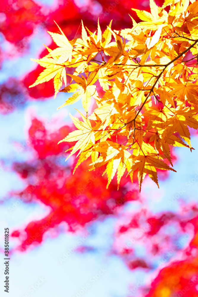 香嵐渓の紅葉 香嵐渓の紅葉