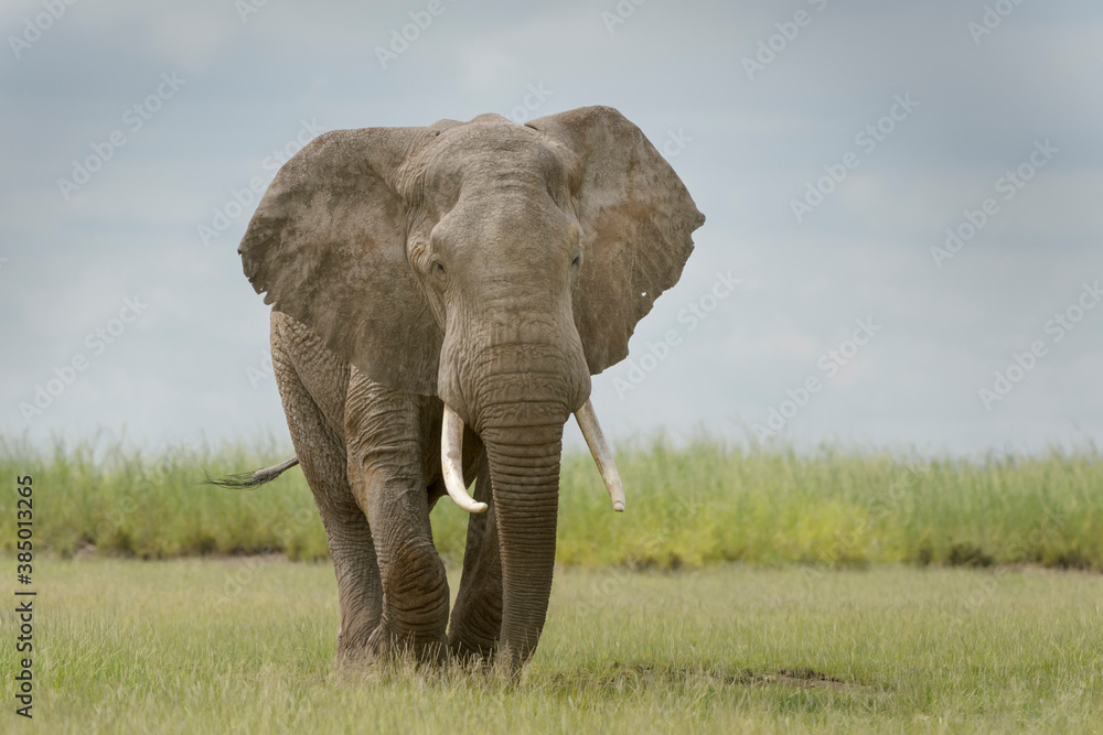 Obraz premium African elephant (Loxodonta africana) bull walking on savanna, looking at camera, Amboseli national park, Kenya.
