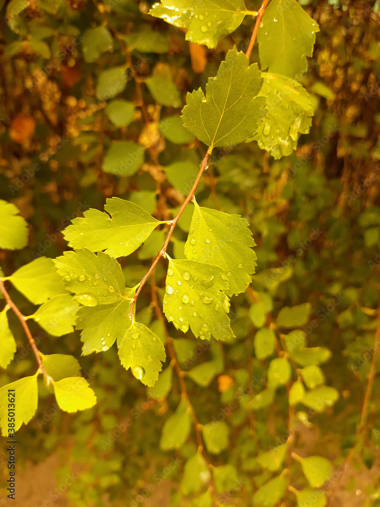 brown twig with green leaves after rain on a blurred background brown twig with green leaves after rain on a blurred background