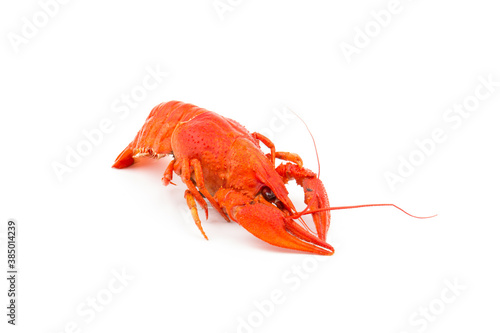 Boiled Fresh Crayfish,Crawfish,  isolated on white background
