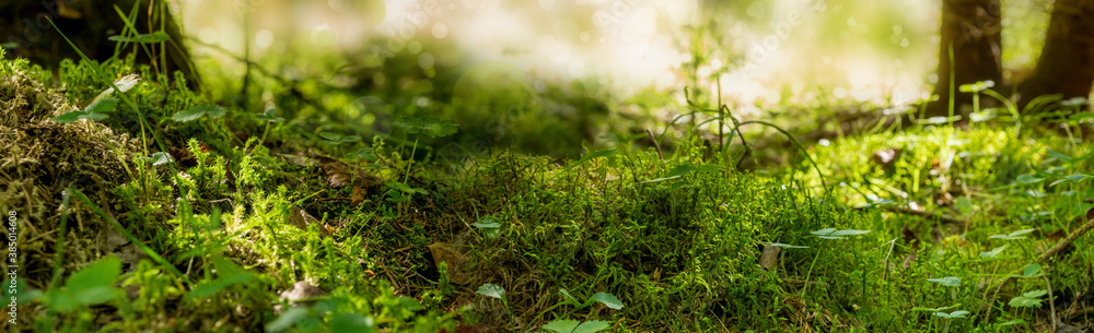 panorama forest atmosphere moss leaves roots grass close up macro blurred background bokeh panorama forest atmosphere moss leaves roots grass close up macro blurred background bokeh