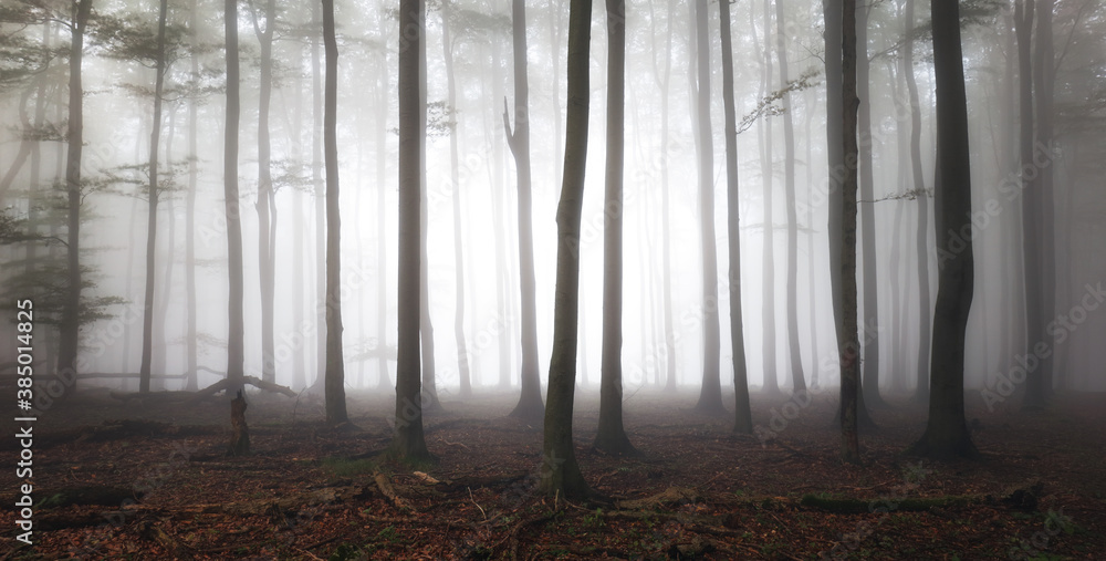 Obraz premium Foggy forest. Fairy tale spooky looking woods in a misty sunrise. Cold foggy morning in horror forest