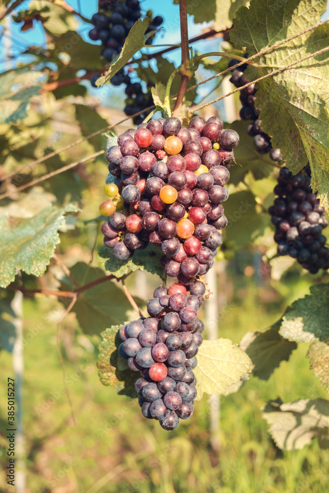 Single bunch of ripe red wine grapes hanging on a vine with green leaves
