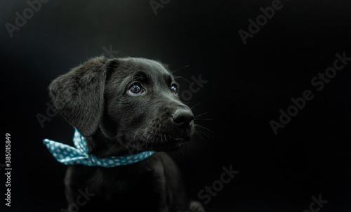 Portrait of Adorable Black Haired Mallorcan Shepherd Dog Model Puppy Wearing a Blue Bow in Black Background Looking Front