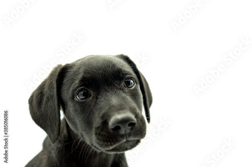Portrait of Adorable black haired Mallorcan Shepherd dog model puppy on white background looking at camera