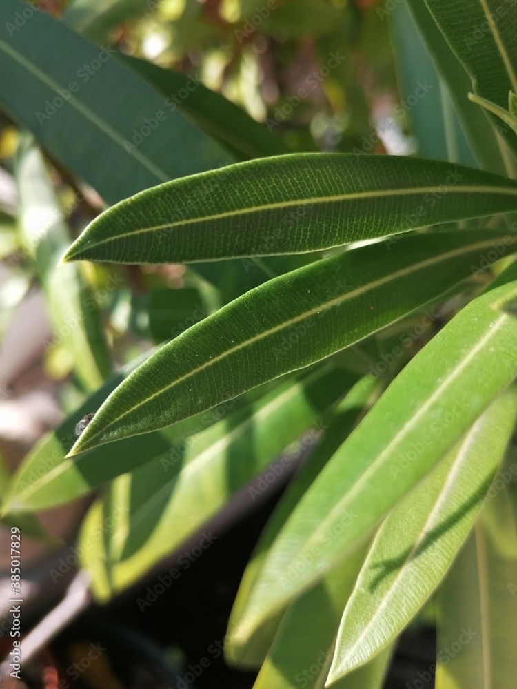 Obraz premium Oleander