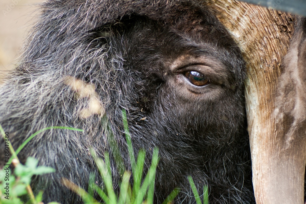 Closeup of a musk ox. Closeup of eye musk ox. Closeup of a musk ox. Closeup of eye musk ox.