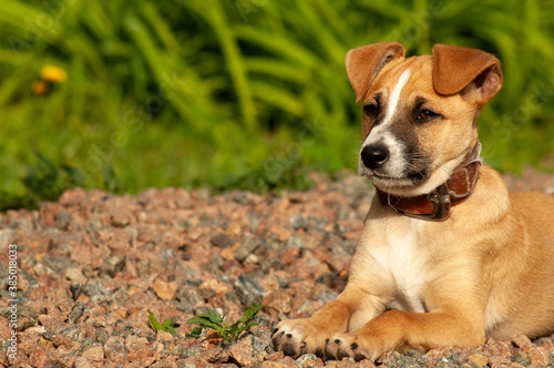 a little curious ginger puppy in an old collar lies on a pile of gravel