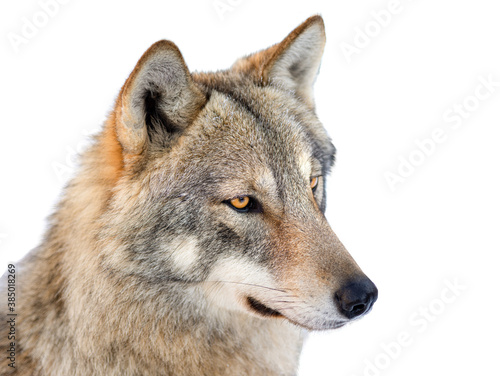 Gray wolf portrait isolated on white background.